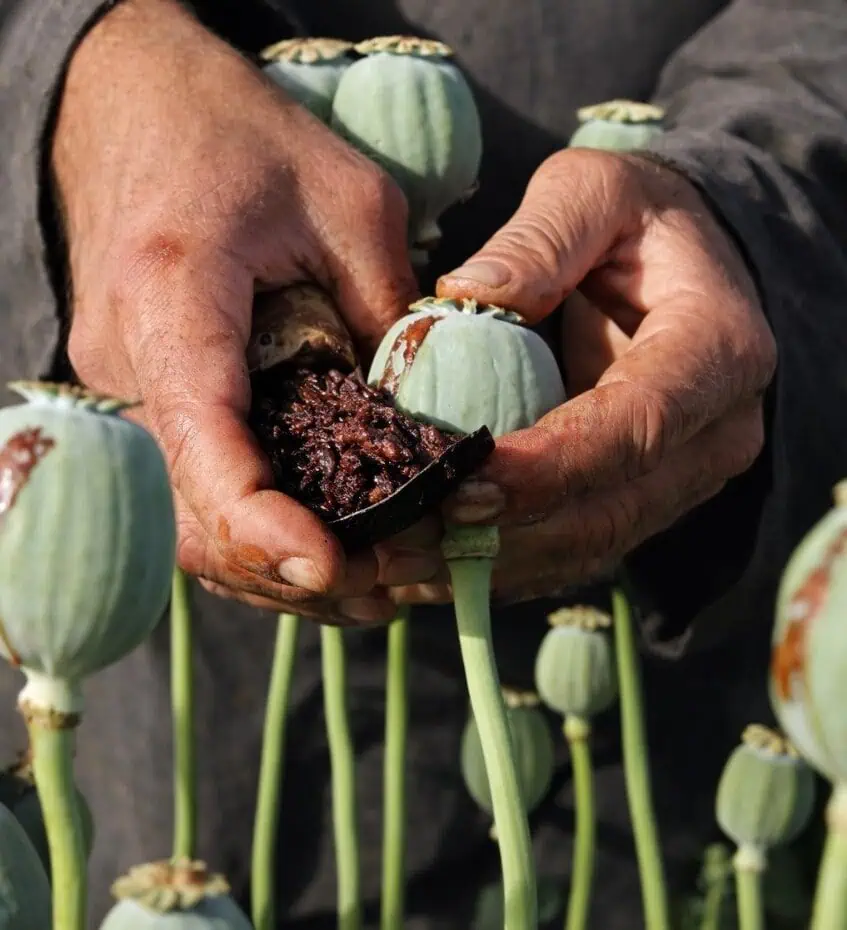 opium plant source of heroin and opioid drugs