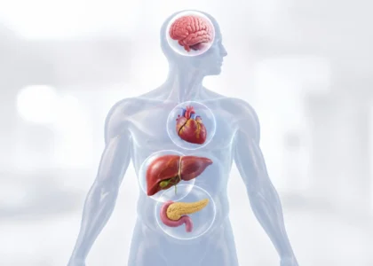 Long-term effects of alcohol on the body organ by organ