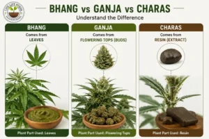 What Is Ganja? Side Effects, Addiction Risk and Treatment in India 1 Difference between bhang, ganja and charas showing which part of the cannabis plant each comes from